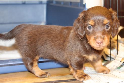 成約済の愛知県のカニンヘンダックスフンド(ロングヘアード)-51859の2枚目