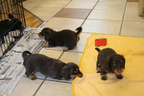成約済の愛知県のカニンヘンダックスフンド(ロングヘアード)-51859の1枚目