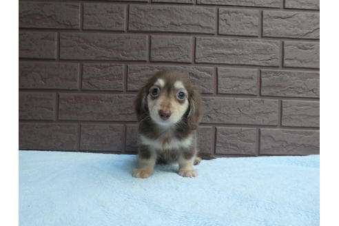 成約済の埼玉県のカニンヘンダックスフンド(ロングヘアード)-53119の3枚目