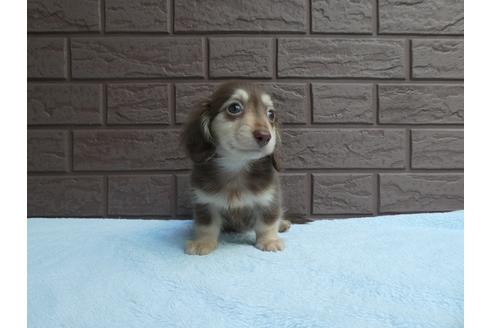 成約済の埼玉県のカニンヘンダックスフンド(ロングヘアード)-53119の2枚目