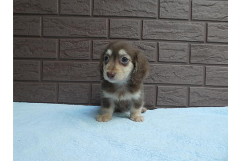 成約済の埼玉県のカニンヘンダックスフンド(ロングヘアード)-53119の1枚目