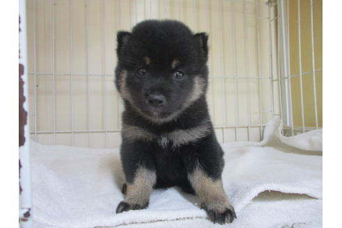 成約済の岡山県の柴犬-53036の1枚目