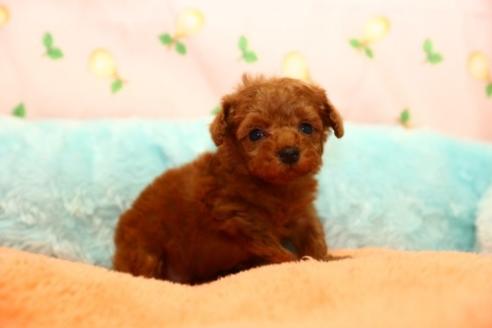 子犬