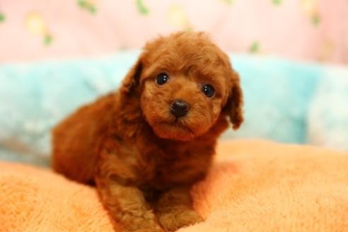 子犬