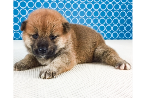 成約済の愛知県の柴犬-53181の2枚目