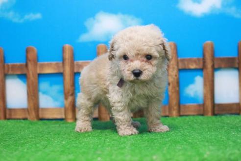 成約済の滋賀県のトイプードル-53186の5枚目