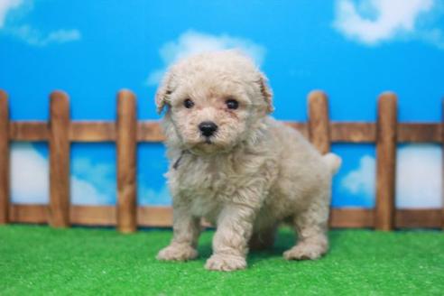 成約済の滋賀県のトイプードル-53186の4枚目