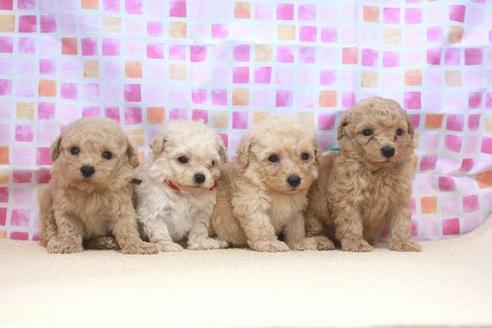 成約済の滋賀県のトイプードル-53186の3枚目