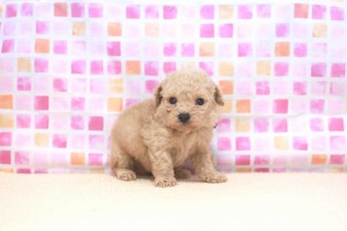 成約済の滋賀県のトイプードル-53186の2枚目