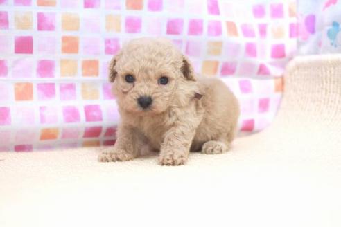 成約済の滋賀県のトイプードル-53186の1枚目