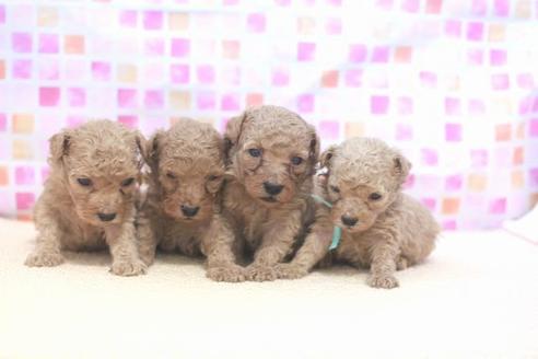 成約済の滋賀県のトイプードル-53187の5枚目