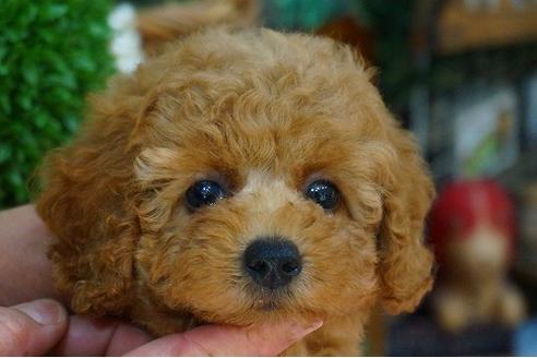 成約済の京都府のタイニープードル-53243の3枚目