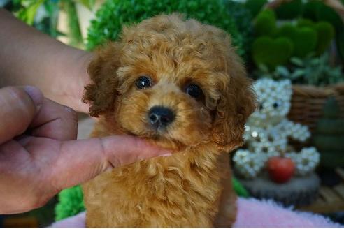 成約済の京都府のタイニープードル-53243の2枚目