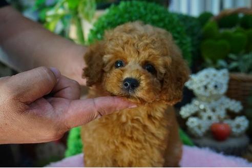 成約済の京都府のタイニープードル-53243の1枚目