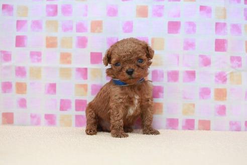 成約済の滋賀県のトイプードル-52716の2枚目