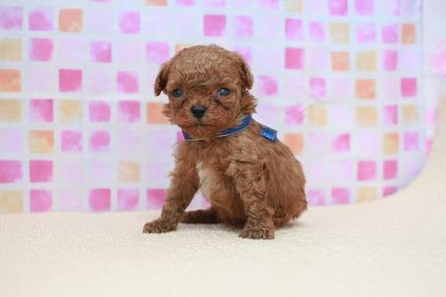 成約済の滋賀県のトイプードル-52716の1枚目