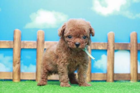 成約済の滋賀県のトイプードル-52717の4枚目