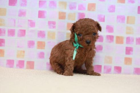 成約済の滋賀県のトイプードル-52717の1枚目