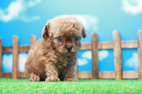 成約済の滋賀県のトイプードル-52718の3枚目