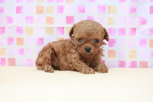 成約済の滋賀県のトイプードル-52718の2枚目