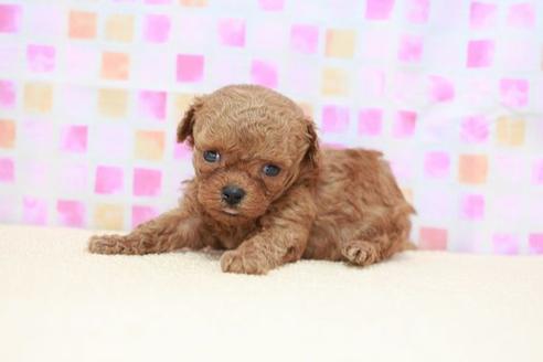 成約済の滋賀県のトイプードル-52718の1枚目