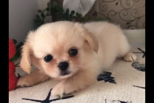 成約済の香川県のミックス犬-52130の1枚目
