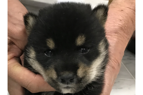 成約済の長崎県の柴犬-53307の4枚目
