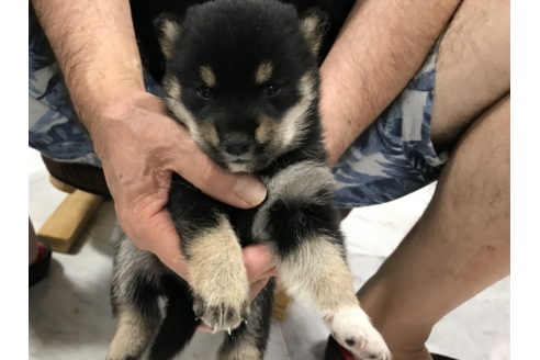 成約済の長崎県の柴犬-53307の3枚目