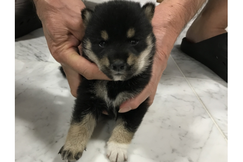 成約済の長崎県の柴犬-53307の2枚目