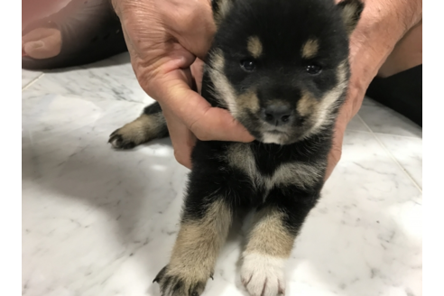 成約済の長崎県の柴犬-53307の1枚目