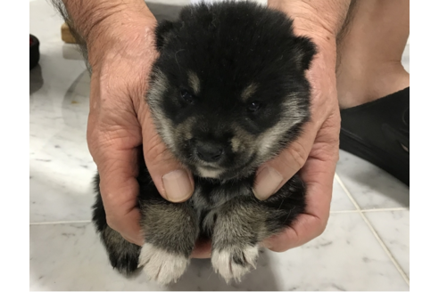 成約済の長崎県の柴犬-53310の4枚目