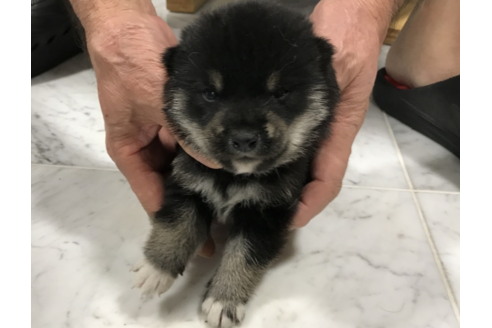 成約済の長崎県の柴犬-53310の3枚目