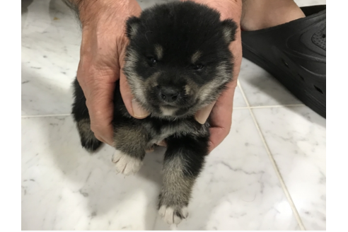 成約済の長崎県の柴犬-53310の2枚目