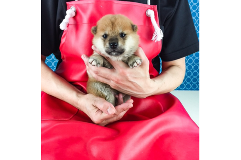 成約済の愛知県の柴犬-52755の2枚目