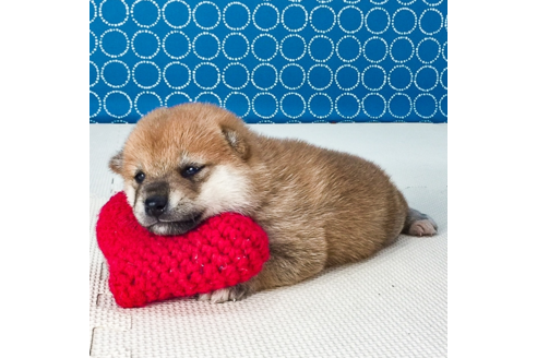 成約済の愛知県の柴犬-52755の1枚目