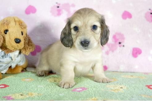 成約済の兵庫県のミニチュアダックスフンド(ロングヘアード)-53322の3枚目