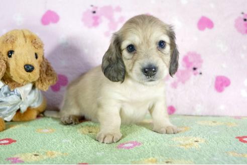 成約済の兵庫県のミニチュアダックスフンド(ロングヘアード)-53322の2枚目