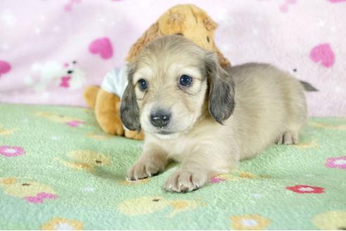 成約済の兵庫県のミニチュアダックスフンド(ロングヘアード)-53322の1枚目