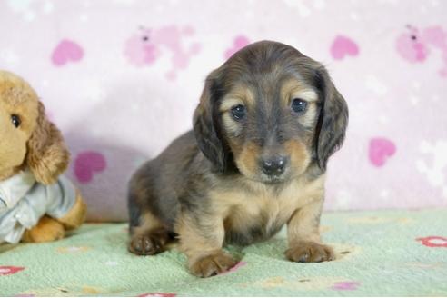 成約済の兵庫県のミニチュアダックスフンド(ロングヘアード)-53323の3枚目