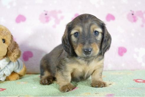 成約済の兵庫県のミニチュアダックスフンド(ロングヘアード)-53323の2枚目