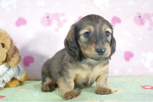 成約済の兵庫県のミニチュアダックスフンド(ロングヘアード)-53323の1枚目