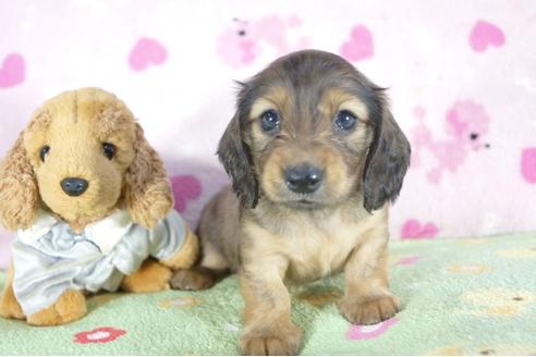 成約済の兵庫県のミニチュアダックスフンド(ロングヘアード)-53324の3枚目