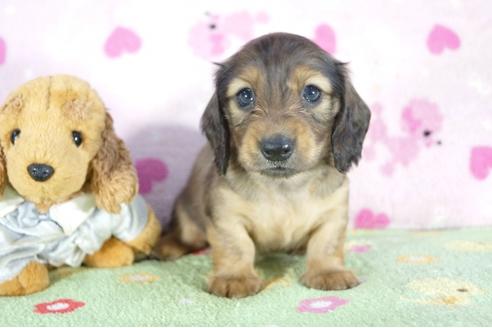 成約済の兵庫県のミニチュアダックスフンド(ロングヘアード)-53324の2枚目