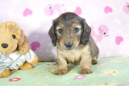成約済の兵庫県のミニチュアダックスフンド(ロングヘアード)-53324の1枚目
