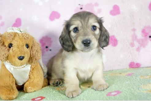 成約済の兵庫県のミニチュアダックスフンド(ロングヘアード)-53325の3枚目