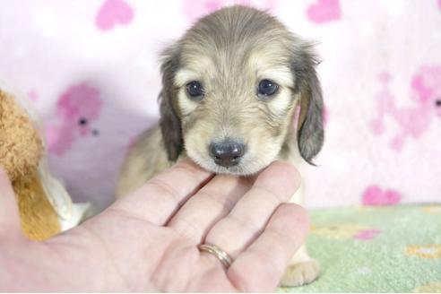 成約済の兵庫県のミニチュアダックスフンド(ロングヘアード)-53325の2枚目