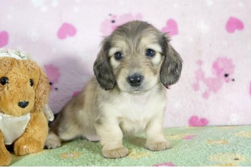 成約済の兵庫県のミニチュアダックスフンド(ロングヘアード)-53325の1枚目