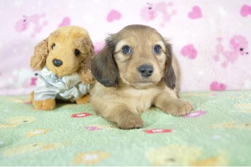 成約済の兵庫県のミニチュアダックスフンド(ロングヘアード)-53326の3枚目