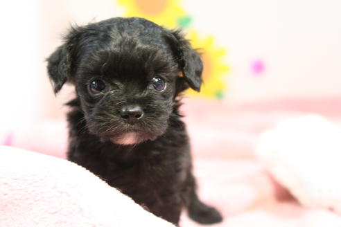 成約済の京都府のチワプー:チワワ×トイプードル-53329の4枚目