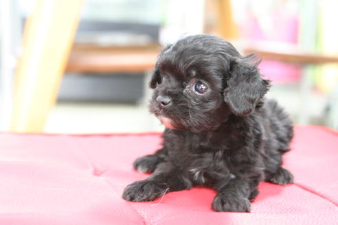 成約済の京都府のチワプー:チワワ×トイプードル-53329の2枚目